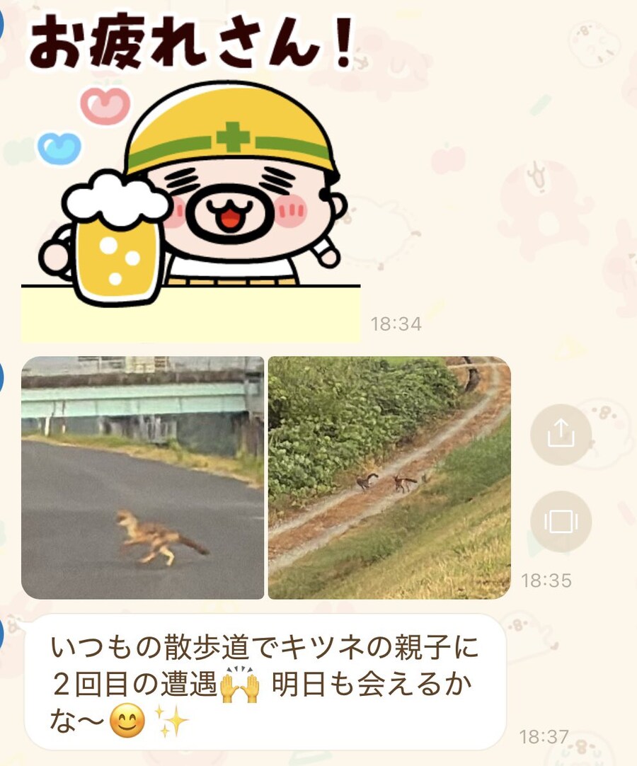 일본 트위터에서 화제가 된 산책하다 본 여우_1.jpg