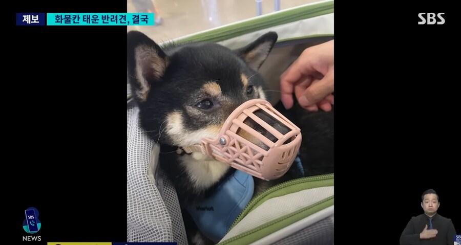 어느 견주때문에 반려견이 죽은 이유_3.png