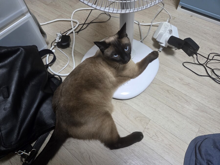 이번 더위가 끝나면 우리집 모카 엄청 서운해 할 것 같아요_2.jpg
