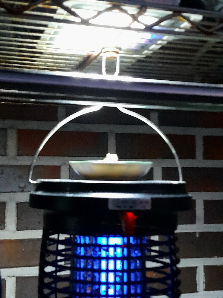 이 뜨거운날 냉탕에서 영업시간 기다리는 개구리_4.jpg