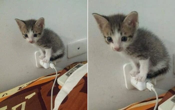 따뜻하기만 하면 장땡인 고양이_3.jpg