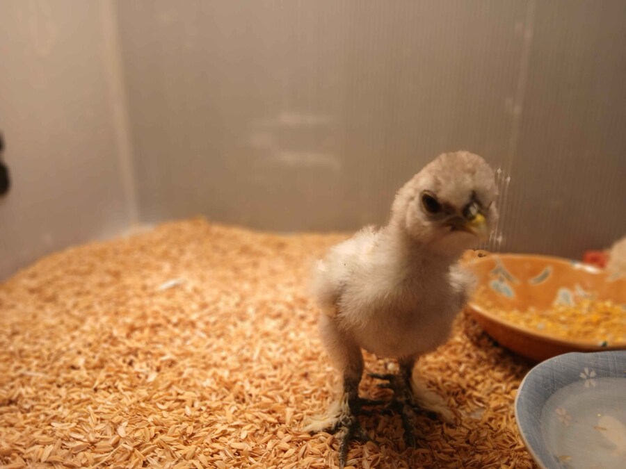 리노아 몰래 올리는 작은 병아리_3.jpg