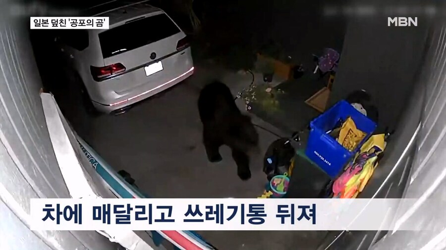 일본 곰 보험 상품 등장_2.jpg