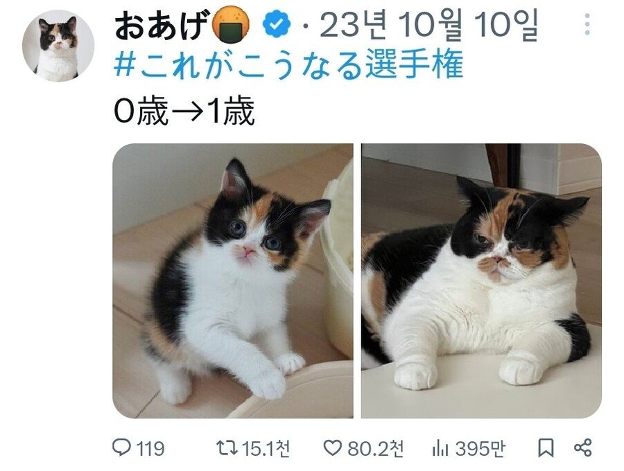 고양이 역변 레전드.jpg_1.jpg