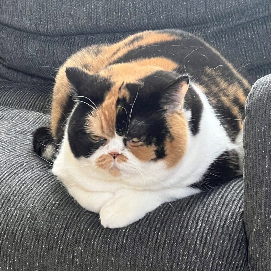 고양이 역변 레전드.jpg_4.jpg