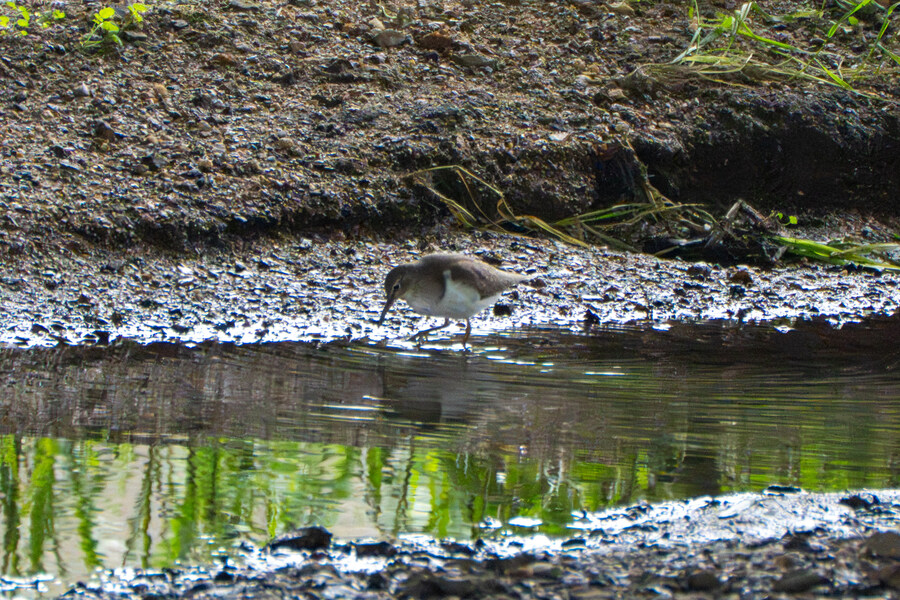 5월, 김포장릉 탐조_3.jpg