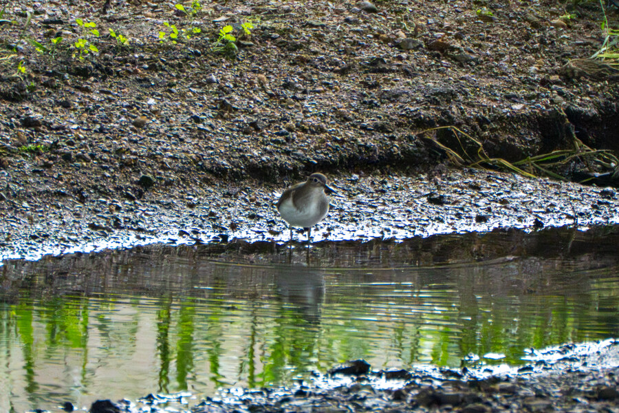 5월, 김포장릉 탐조_4.jpg