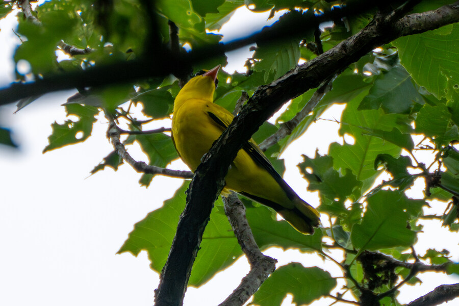 5월, 김포장릉 탐조_14.jpg