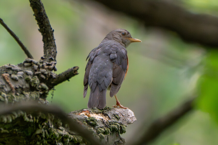 5월, 김포장릉 탐조_17.jpg