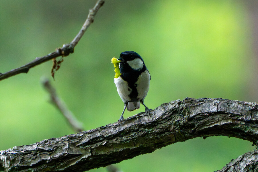 5월, 김포장릉 탐조_21.jpg
