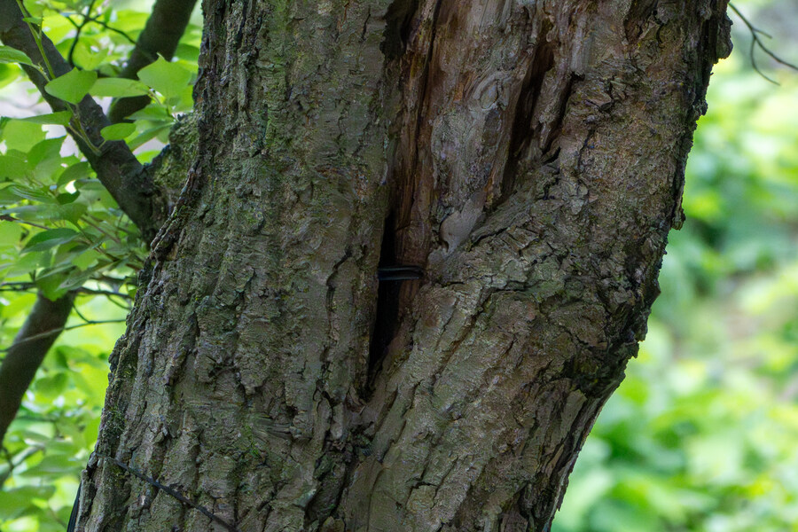 5월, 김포장릉 탐조_23.jpg