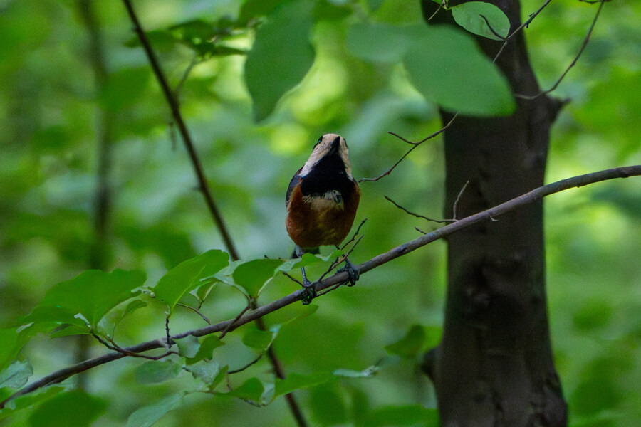 5월, 김포장릉 탐조_31.jpg