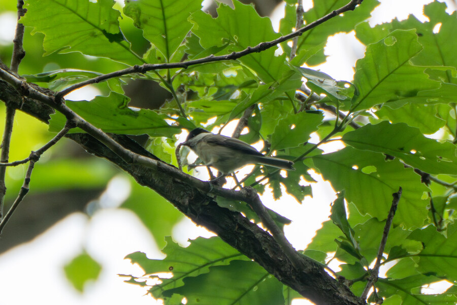 5월, 김포장릉 탐조_32.jpg