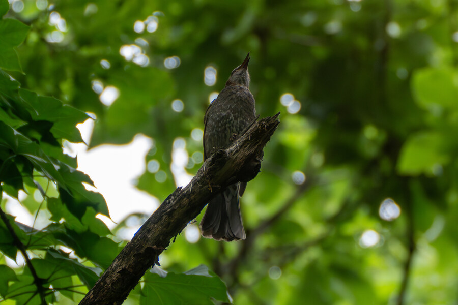 5월, 김포장릉 탐조_34.jpg