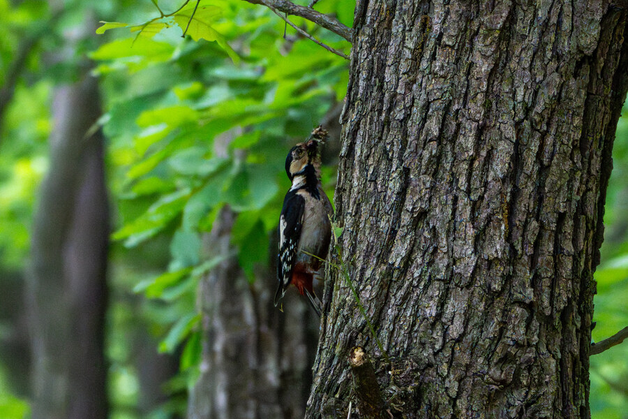 5월, 김포장릉 탐조_38.jpg