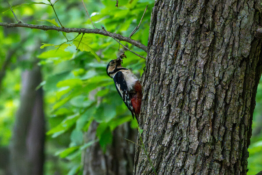 5월, 김포장릉 탐조_39.jpg