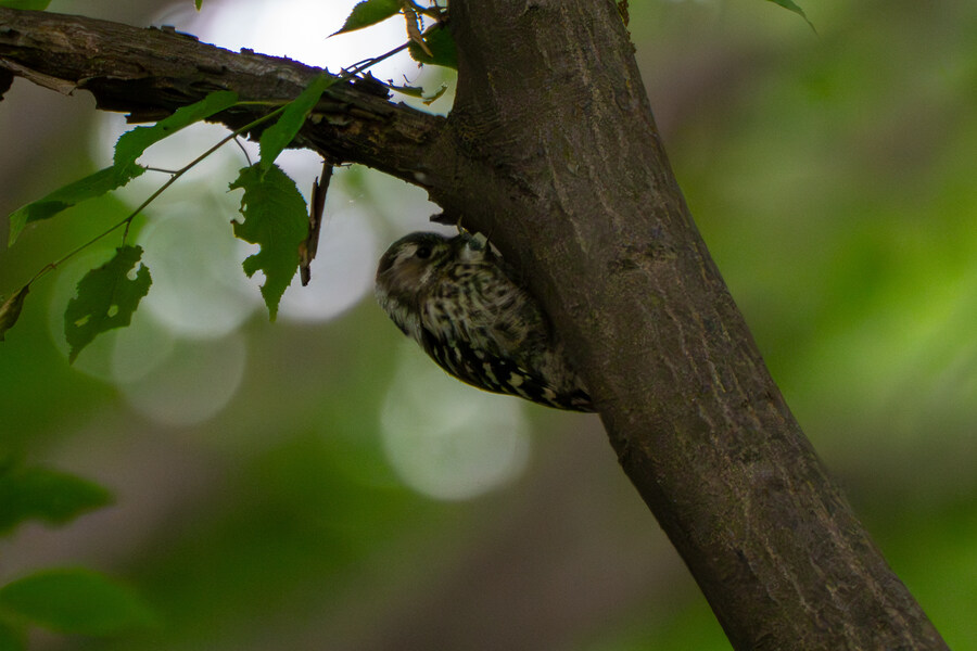 5월, 김포장릉 탐조_42.jpg