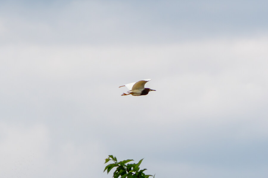 5월, 김포장릉 탐조_44.jpg