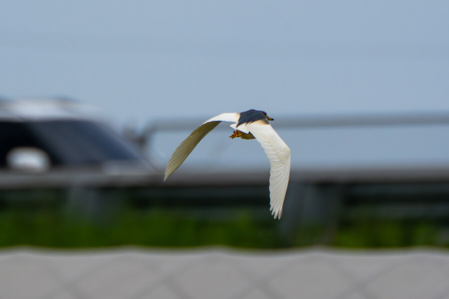 5월, 김포장릉 탐조_52.jpg