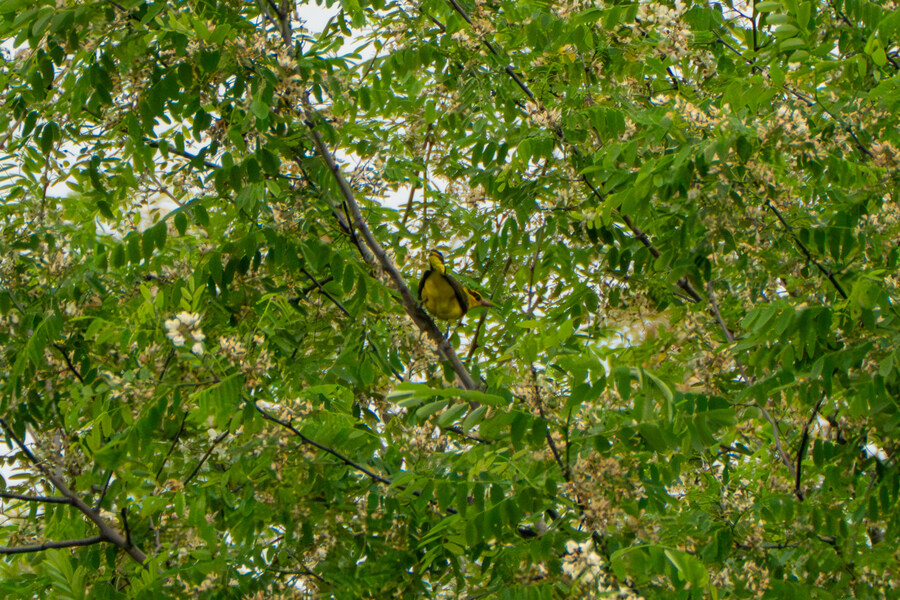 5월, 김포장릉 탐조_56.jpg