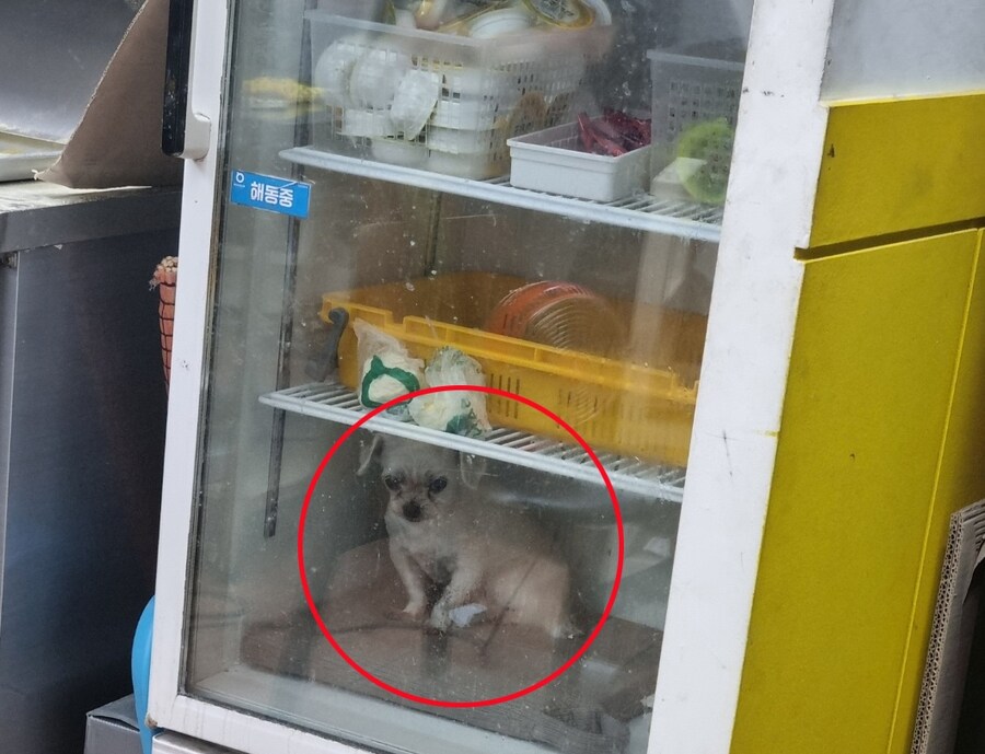 냉장고에 개가 들어있다며 신고당한 부산 피자가게_1.jpg