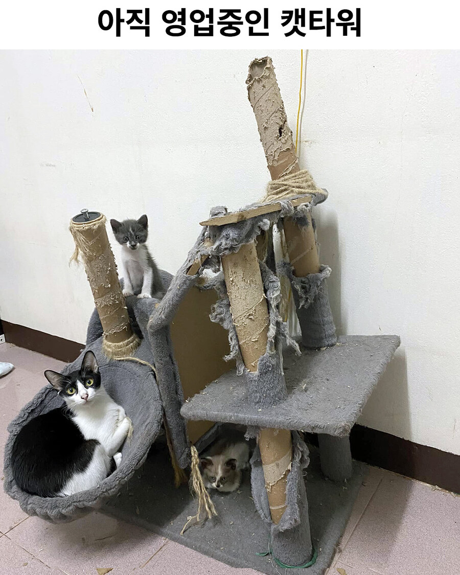 아직 영업중인 캣타워..._1.jpg