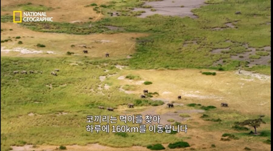 코끼리 사냥하는 사자무리.jpg_1.jpg