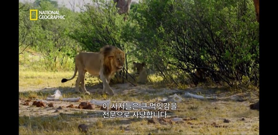 코끼리 사냥하는 사자무리.jpg_4.jpg