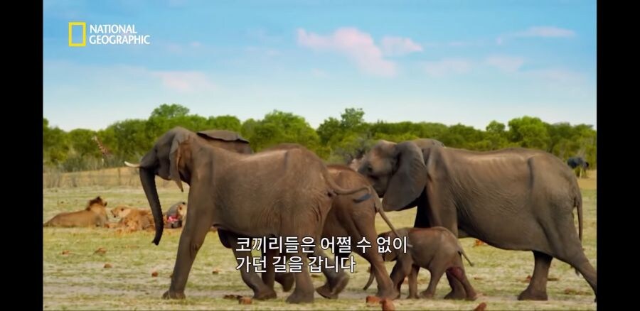코끼리 사냥하는 사자무리.jpg_11.jpg