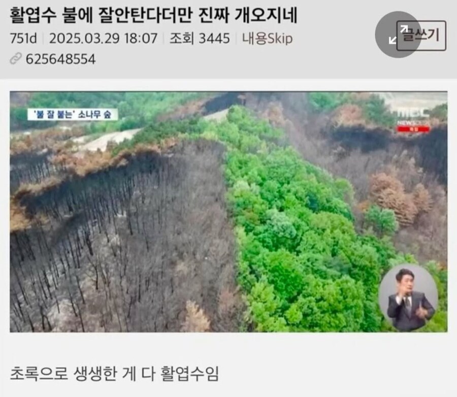 소나무가 산불 원인이라 욕먹지만 계속 심는이유_1.jpg