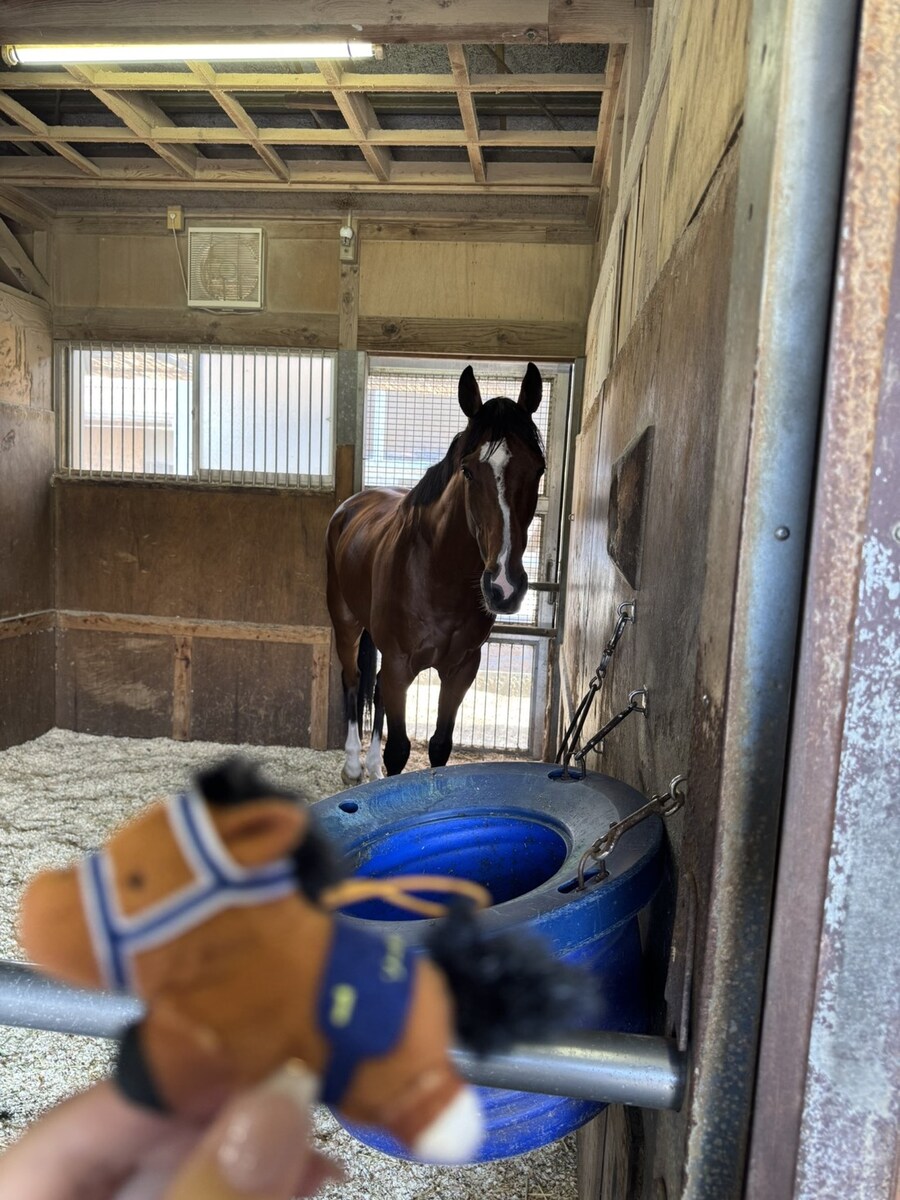 경마) / 말딸) 텐노상 가을 출주마 공개중!_3.jpg