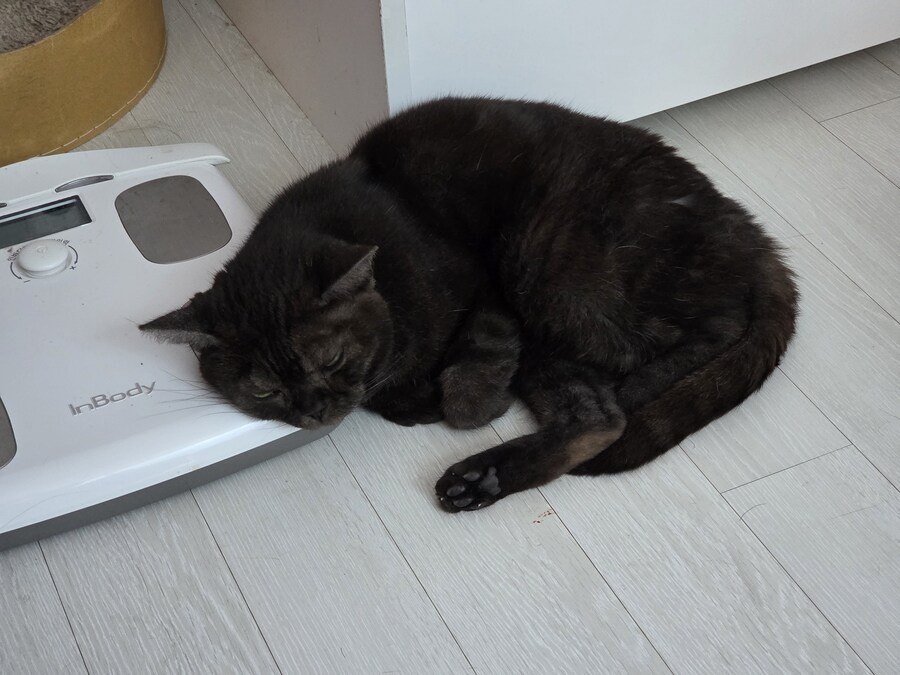 좀 있다가 잡아먹을 예정인 고양이_1.jpg