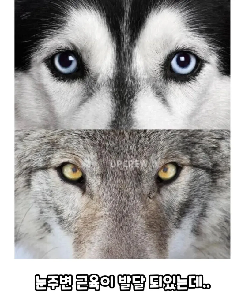 늑대에겐 없고 개에겐 있는 근육._2.webp