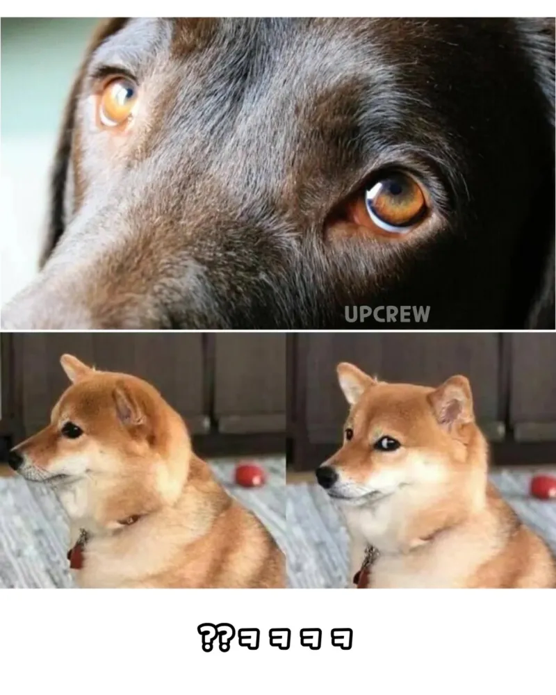 늑대에겐 없고 개에겐 있는 근육._3.webp