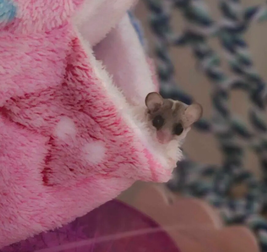 겨울잠쥐) 반응 존나 재밋네_1.png