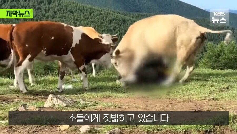 중국에서 소 괴롭히다가 소들한테 다구리맞은 중국인 ㅋㅋㅋㅋㅋㅋㅋㅋㅋ_4.jpg