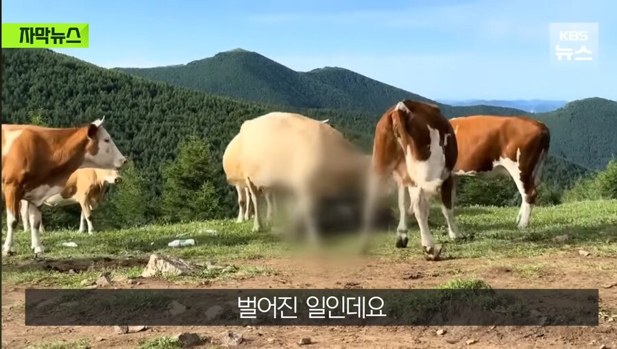 중국에서 소 괴롭히다가 소들한테 다구리맞은 중국인 ㅋㅋㅋㅋㅋㅋㅋㅋㅋ_6.jpg