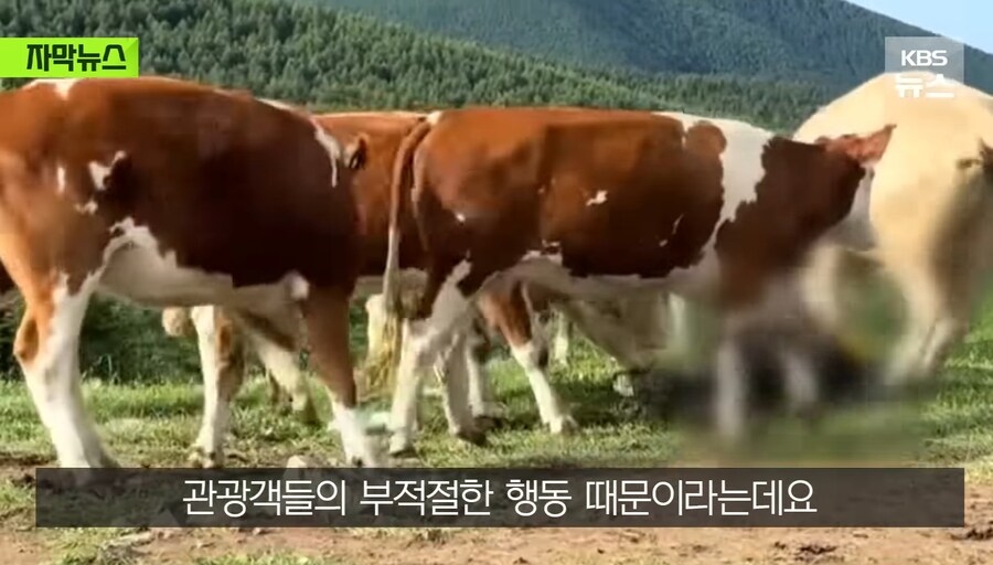 중국에서 소 괴롭히다가 소들한테 다구리맞은 중국인 ㅋㅋㅋㅋㅋㅋㅋㅋㅋ_10.jpg