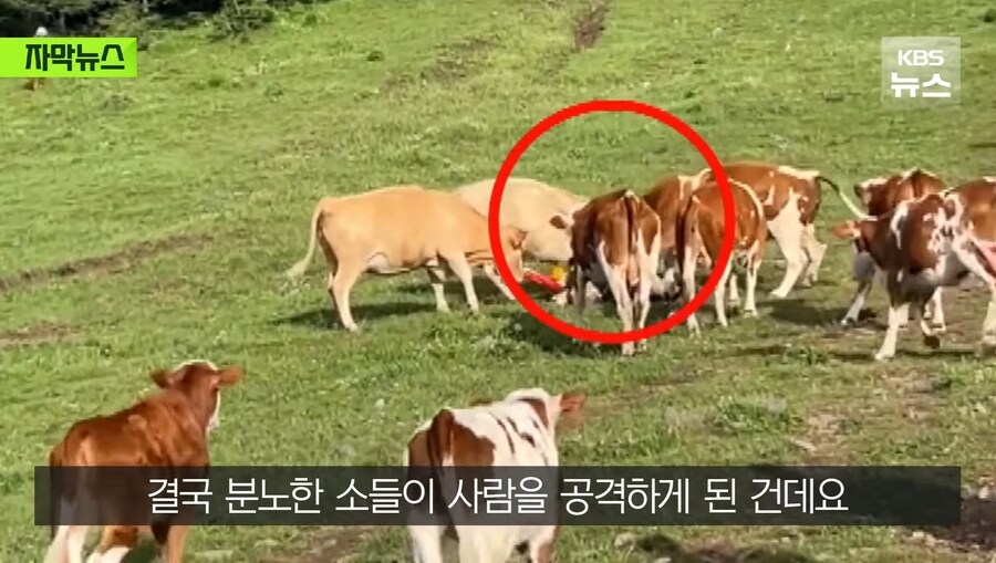 중국에서 소 괴롭히다가 소들한테 다구리맞은 중국인 ㅋㅋㅋㅋㅋㅋㅋㅋㅋ_14.jpg