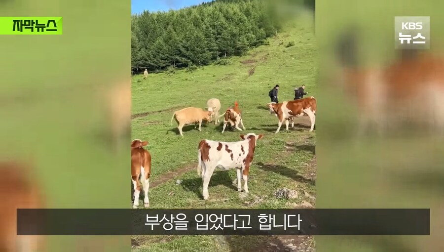 중국에서 소 괴롭히다가 소들한테 다구리맞은 중국인 ㅋㅋㅋㅋㅋㅋㅋㅋㅋ_16.jpg