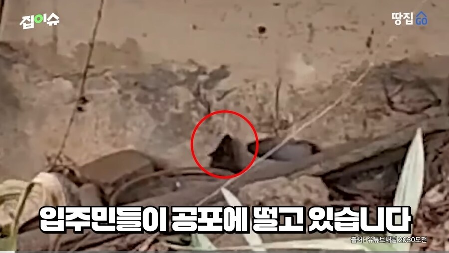 쥐 때문에 난리난 강남 아파트_2.jpg