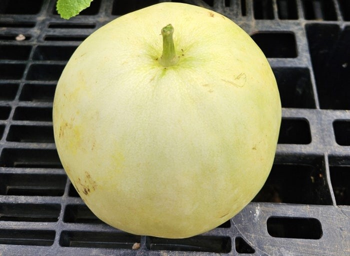 아는 사람 거의 없고 대부분 못먹어본 레전드 과일_1.jpg