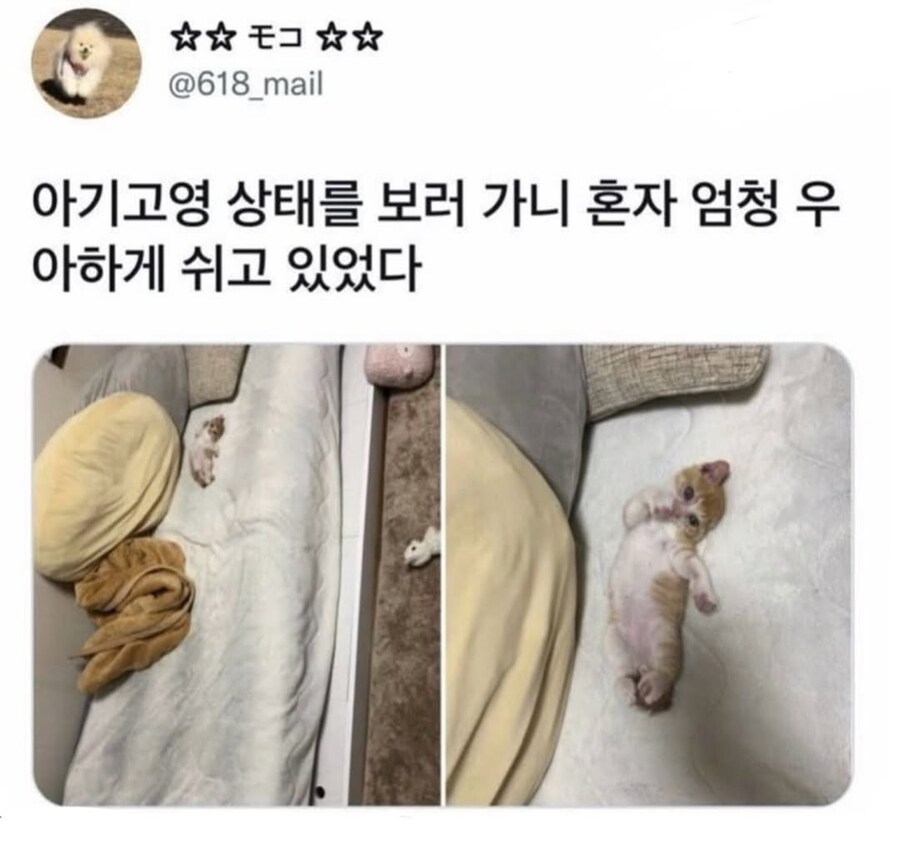 혼자 우아하게 쉬고 있던 아기고영.jpg_1.jpg