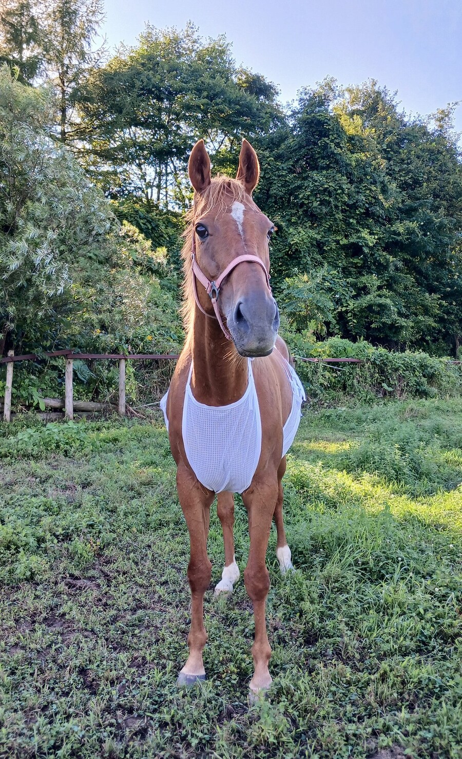 비키니 입은 말(horse)._1.jpg