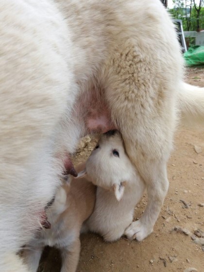 젖먹이 애기개하고싶다_1.jpg