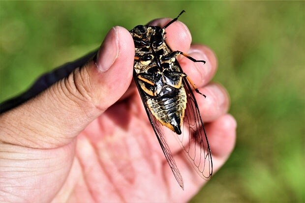 일본 말매미(곰매미) 울음소리_2.jpg