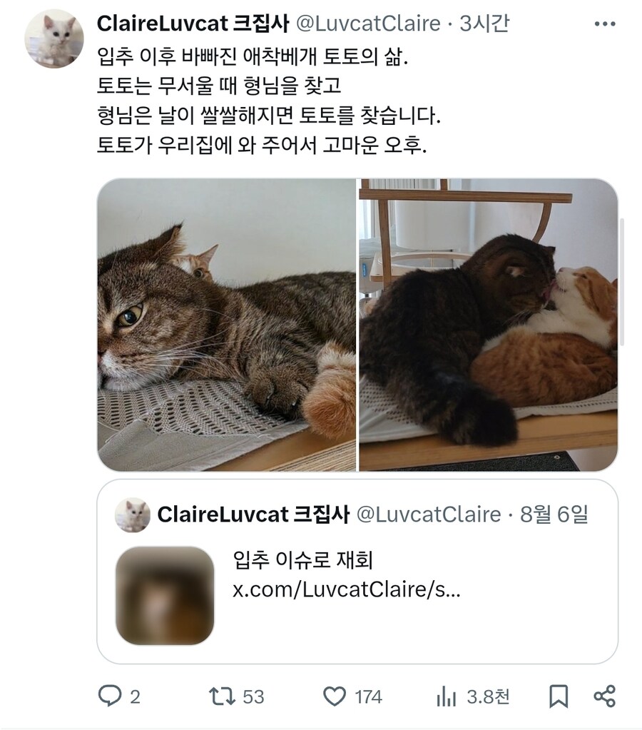 가을의 고양이 브로맨스_1.jpg