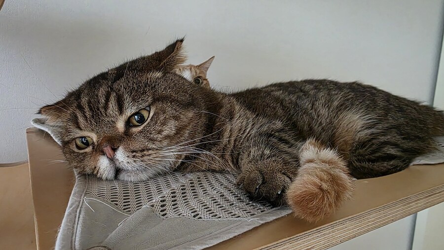 가을의 고양이 브로맨스_2.jpg