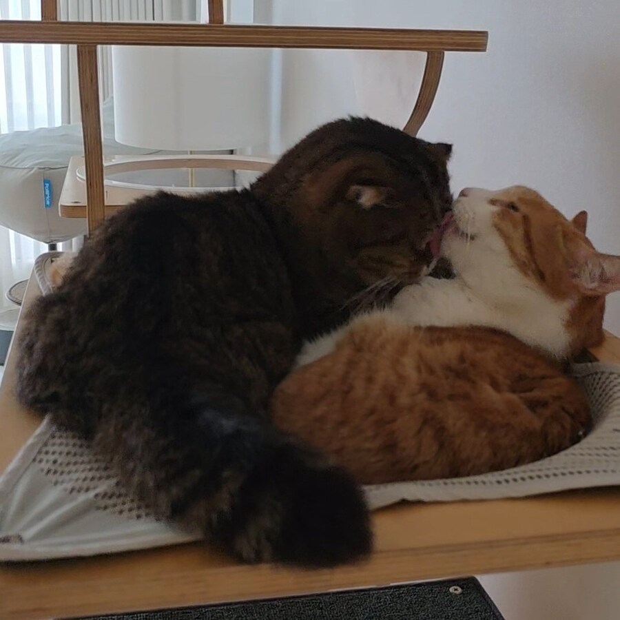 가을의 고양이 브로맨스_3.jpg