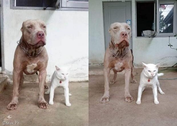맹견과 함께 자란 고양이